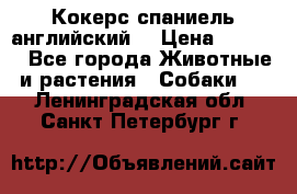 Кокерс спаниель английский  › Цена ­ 4 500 - Все города Животные и растения » Собаки   . Ленинградская обл.,Санкт-Петербург г.